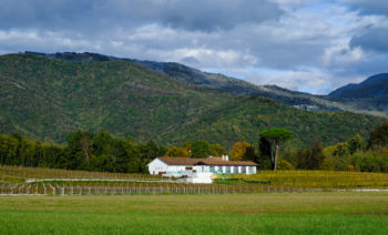 Azienda agricola Tenimenti Civa S.r.l e Ribolla Gialla