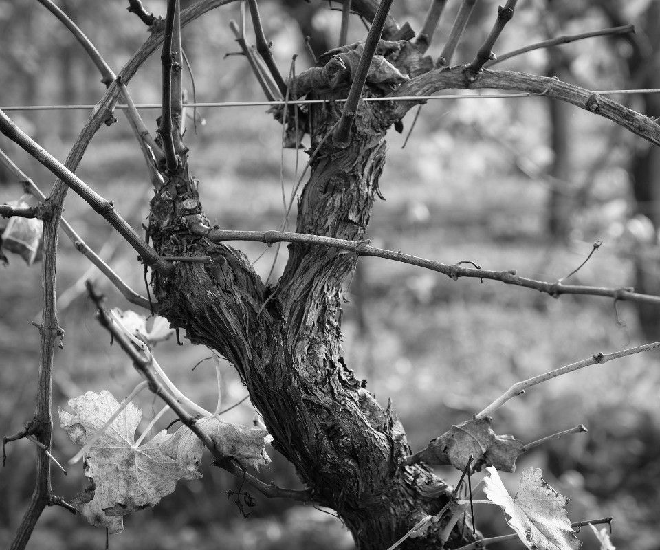 Doppio cavolto Doppio cavolto