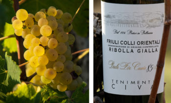 Nuovo disciplinare per la Ribolla Gialla di Tenimenti Civa