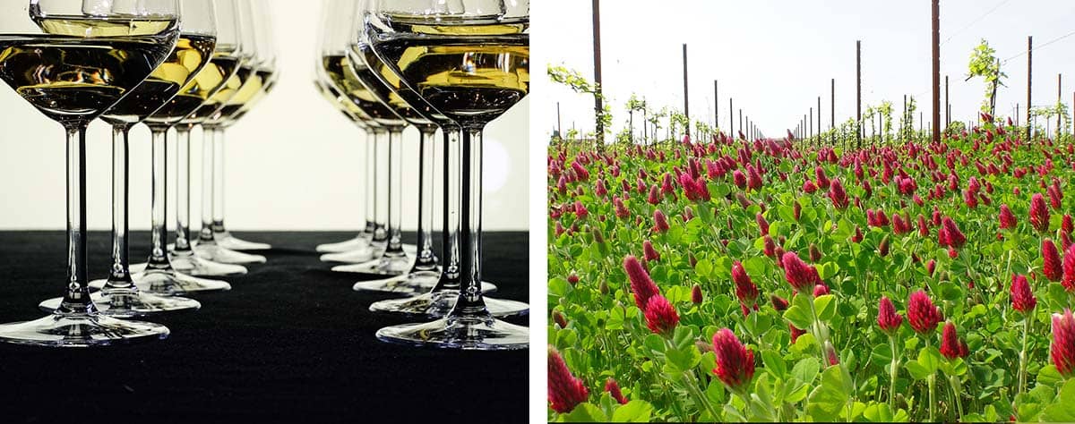La qualità del vino