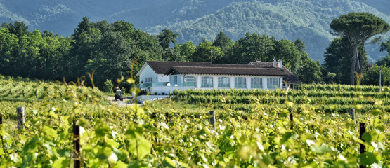 azienda_tenimenti_civa_vigneti