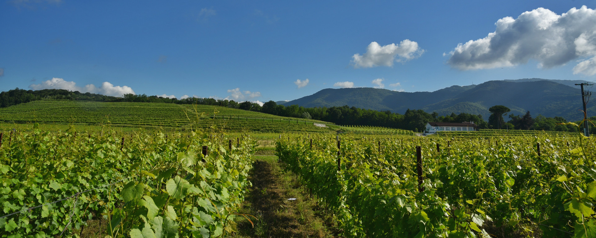 azienda_tenimenti_civa_vigneti_bellazoia