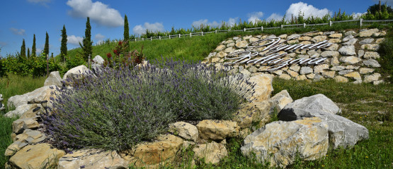 vigneto_bellazoia_collina