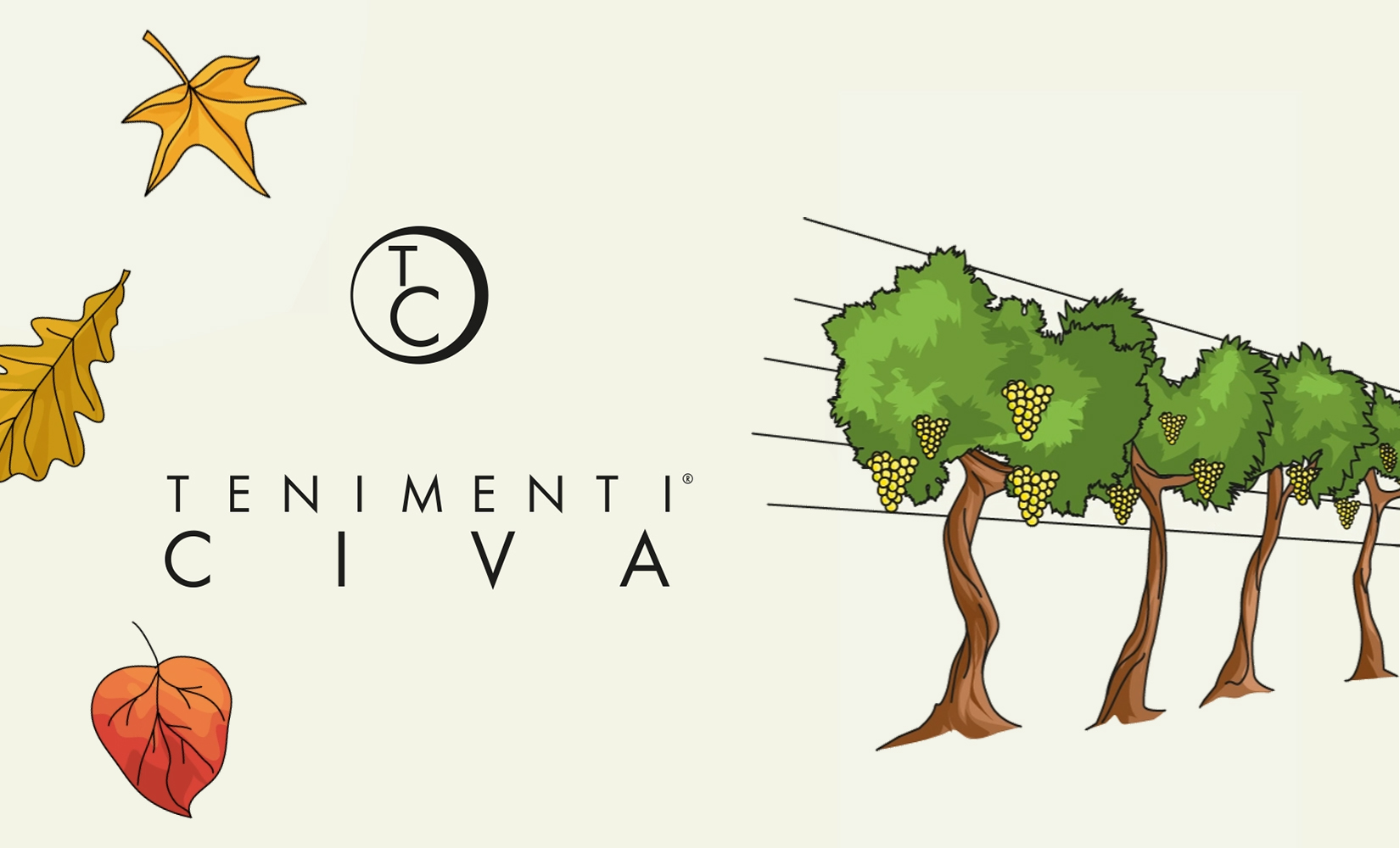 Il Ciclo della Vigna: Un Approfondimento sulla Vendemmia di Quest’Anno